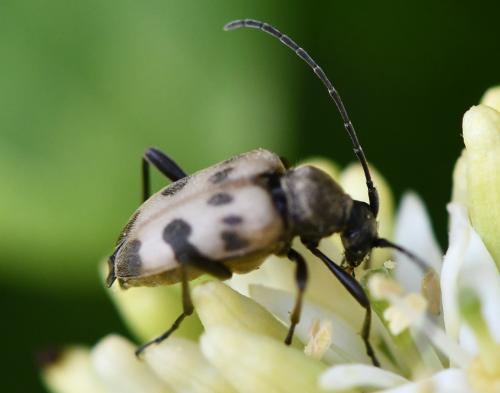 Réf. 301 945 : Pachytodes cerambyciformis